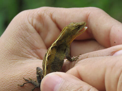 Image of Anolis rubribarbaris (Köhler, Mccranie & Wilson 1999)