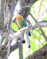 Image of Böhm's Bee-eater