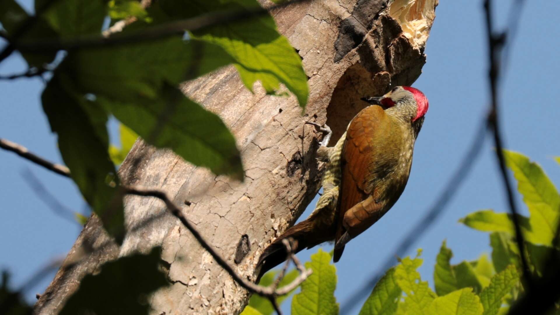 Image of Golden-olive Woodpecker