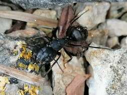 Image of Camponotus saxatilis Ruzsky 1895