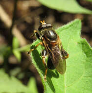 Image of Teuchocnemis lituratus (Loew 1863)