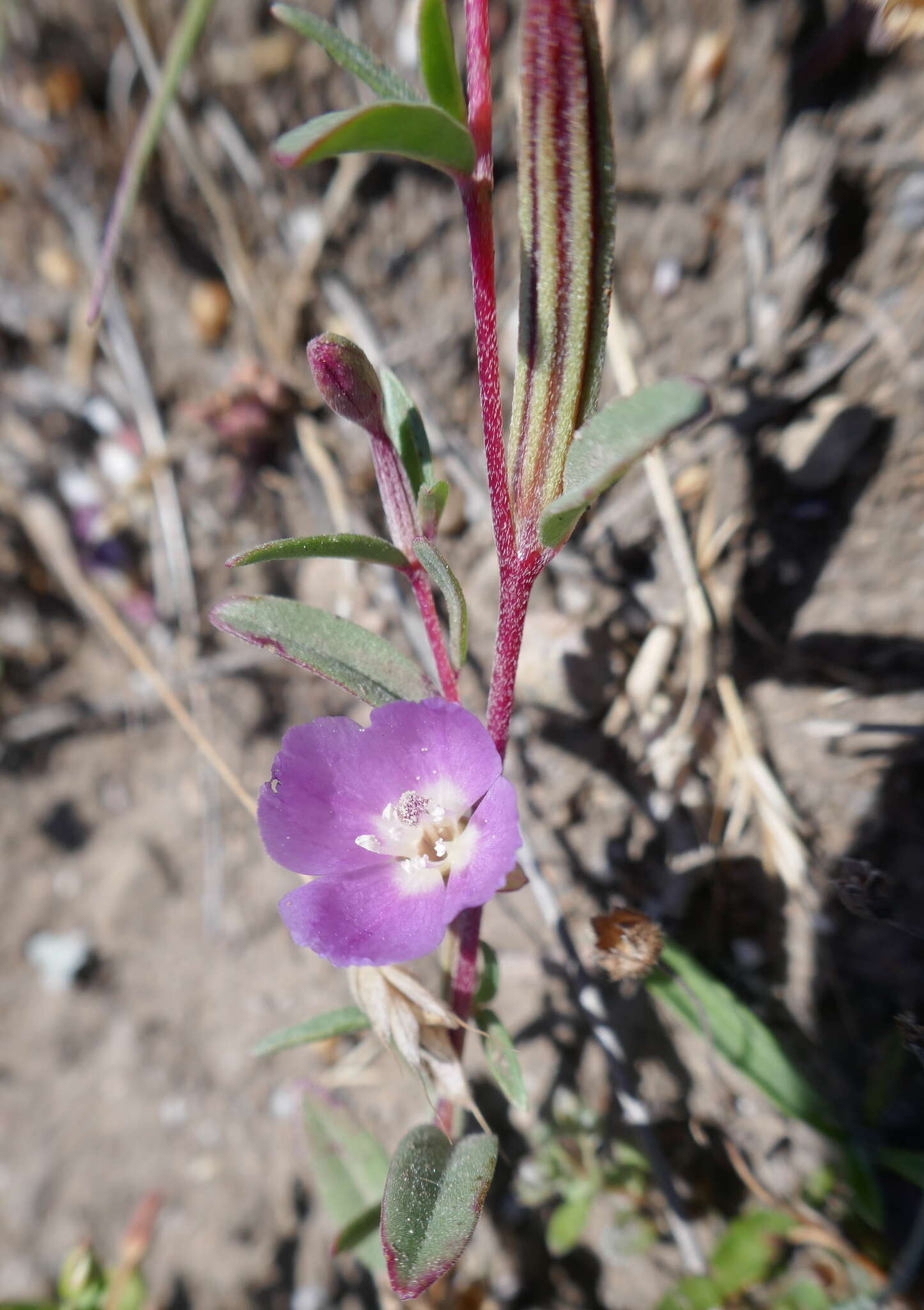 Image of Davy's clarkia