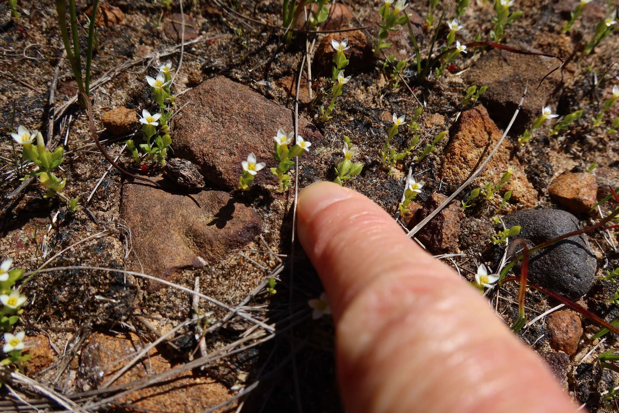 Image de Sebaea minutiflora Schinz