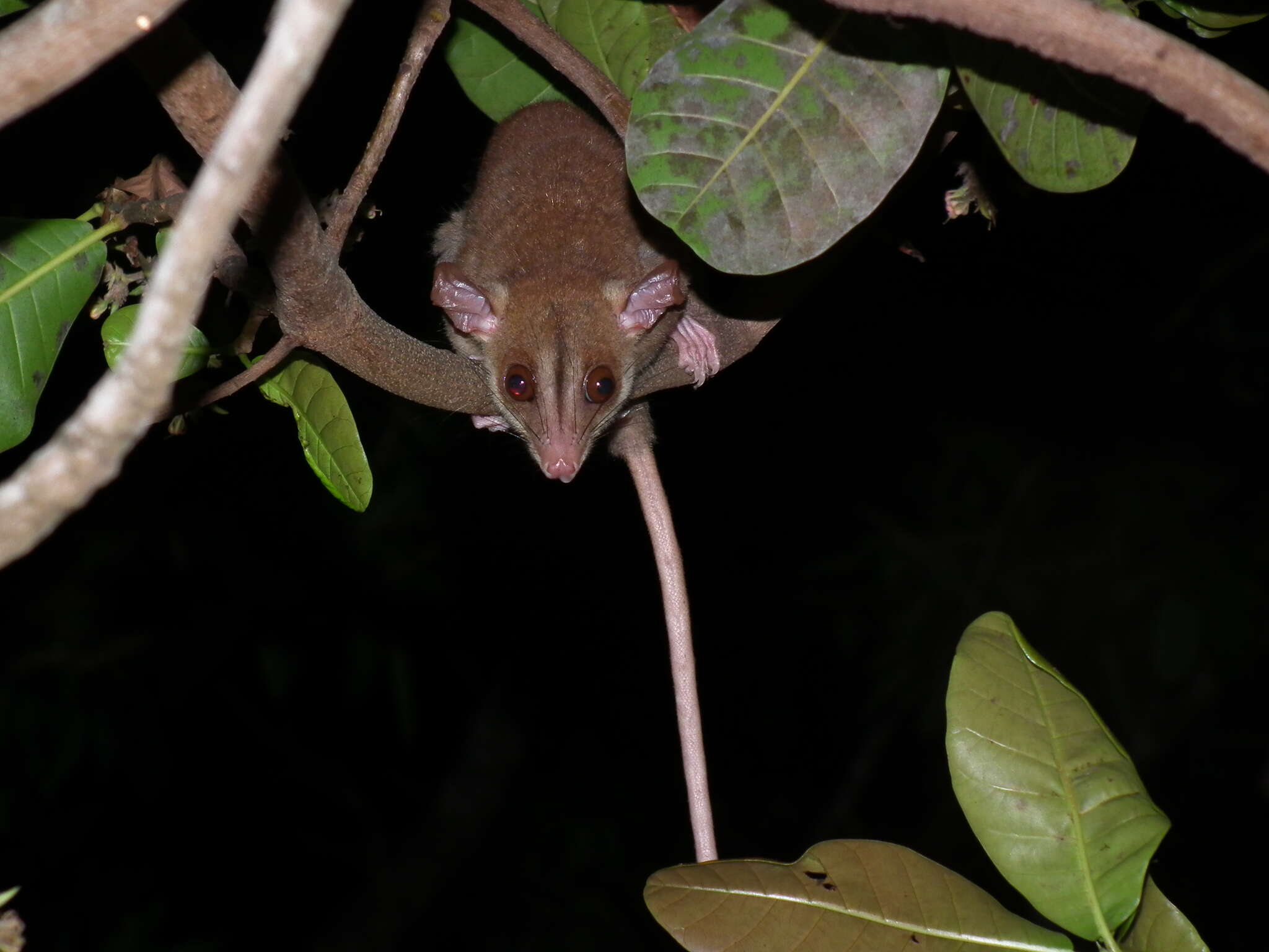 Image of Bare-tailed Woolly Opossum