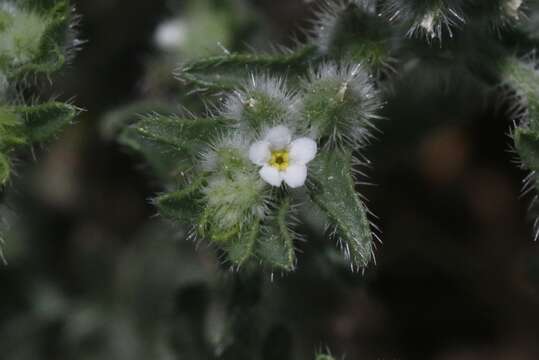 Image of Mexican cryptantha