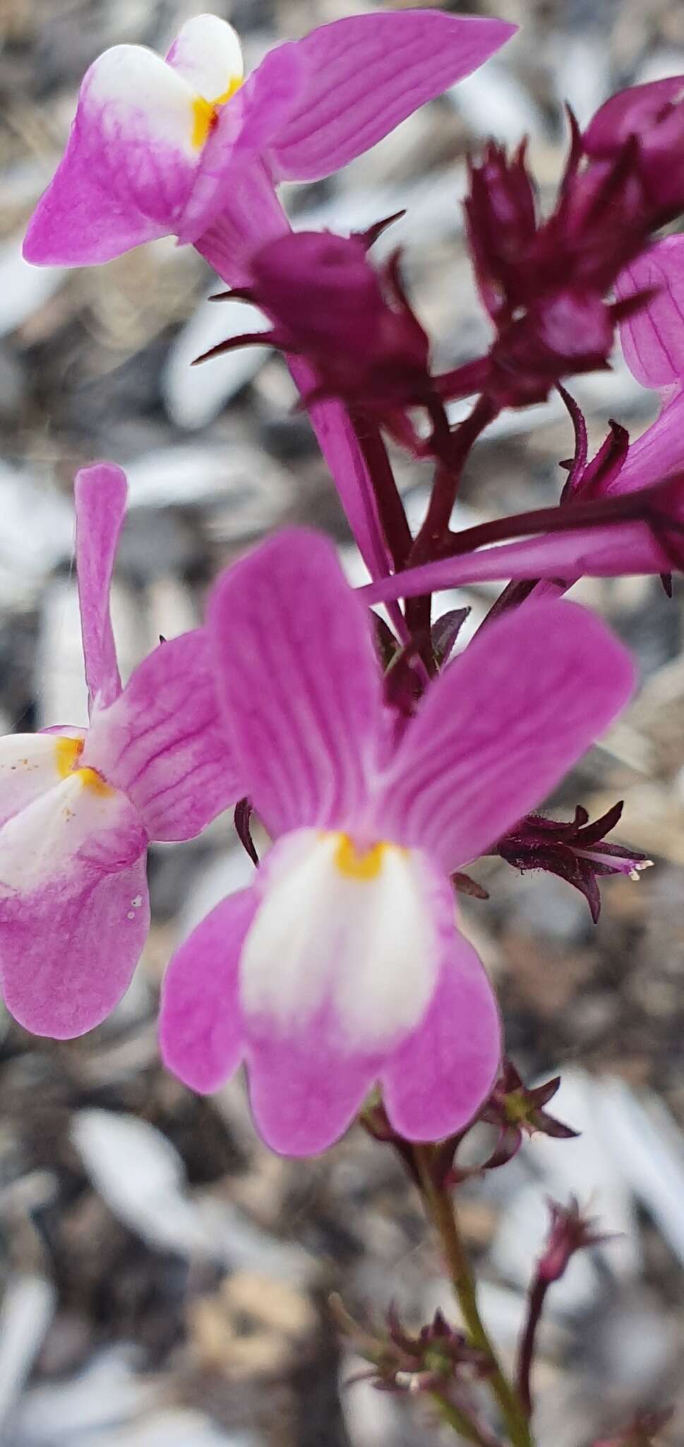 Image of Moroccan toadflax