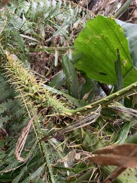 Image of Calamus formosanus Becc.