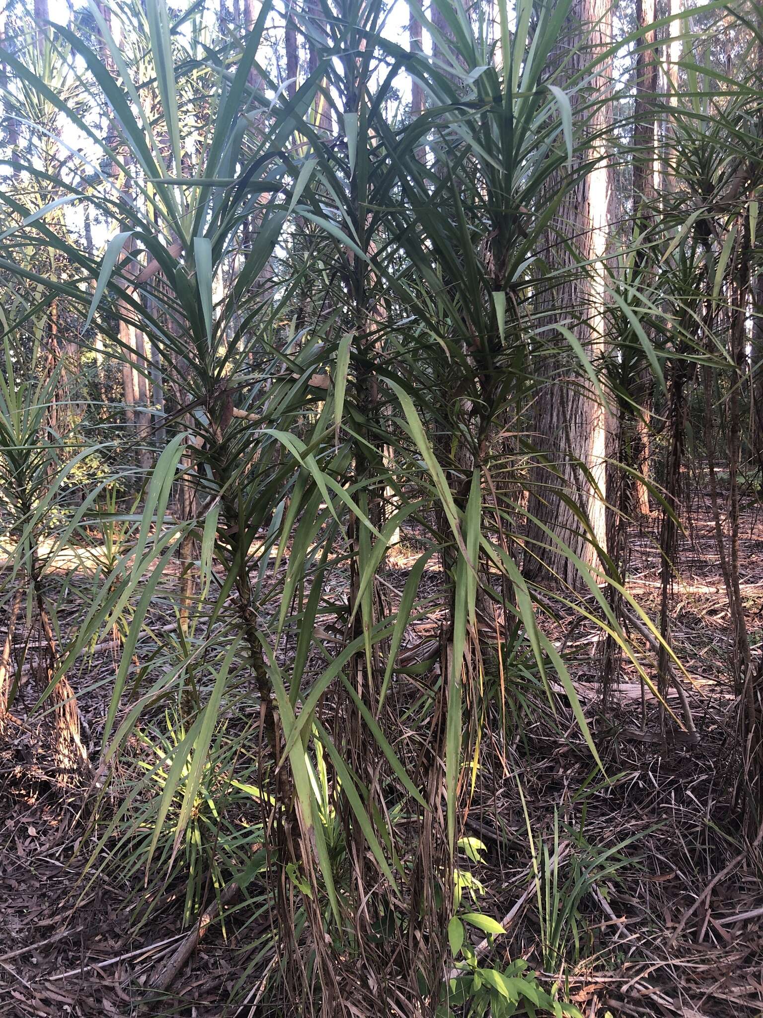 Imagem de Cordyline stricta (Sims) Endl.