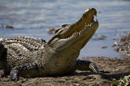 Image of Siamese Crocodile