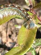 Image of Forest Tent Caterpillar Moth