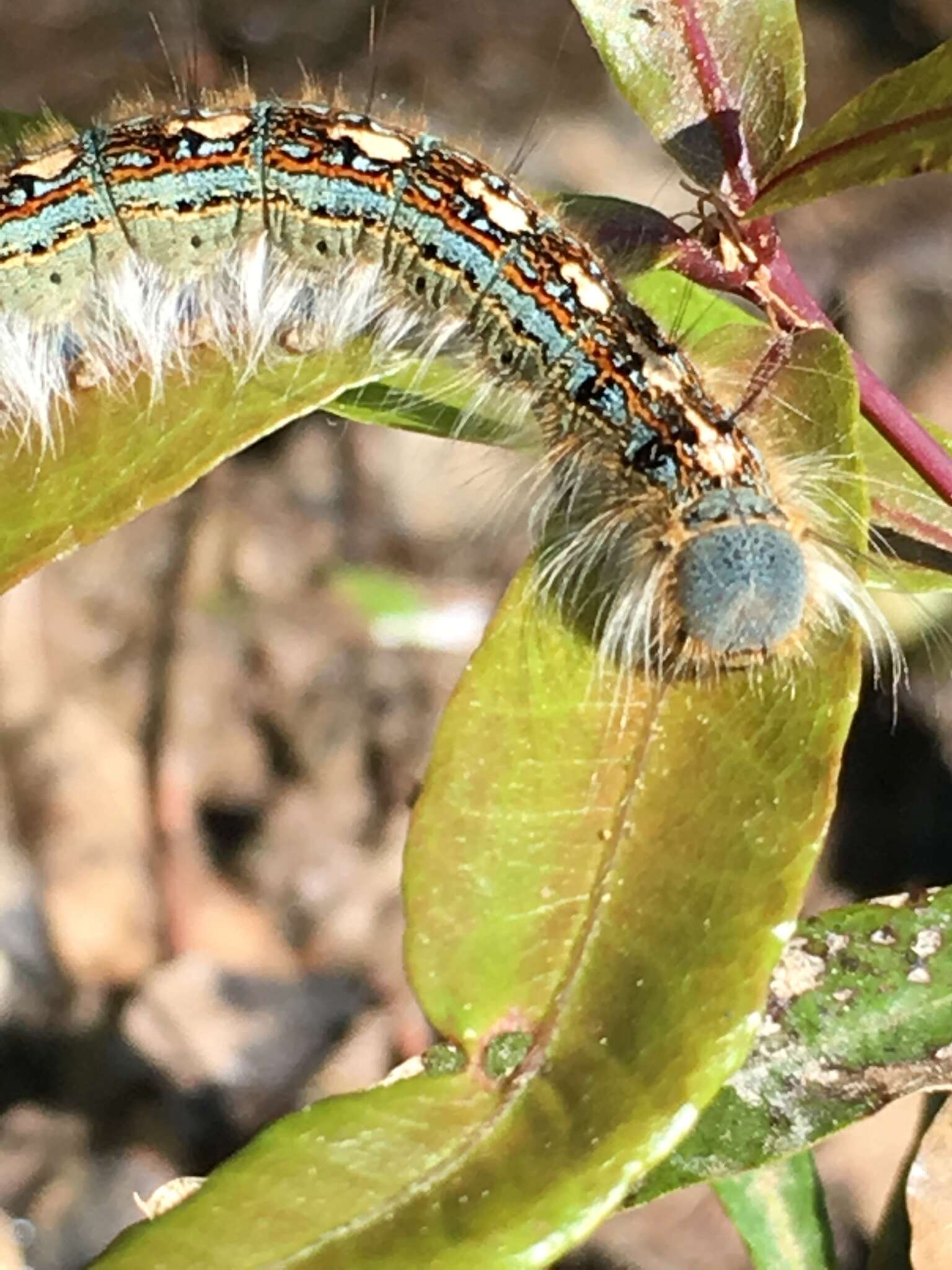 Image of Forest Tent Caterpillar Moth