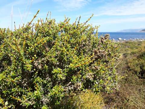 Image of Olearia solandri (Hook. fil.) Hook. fil.