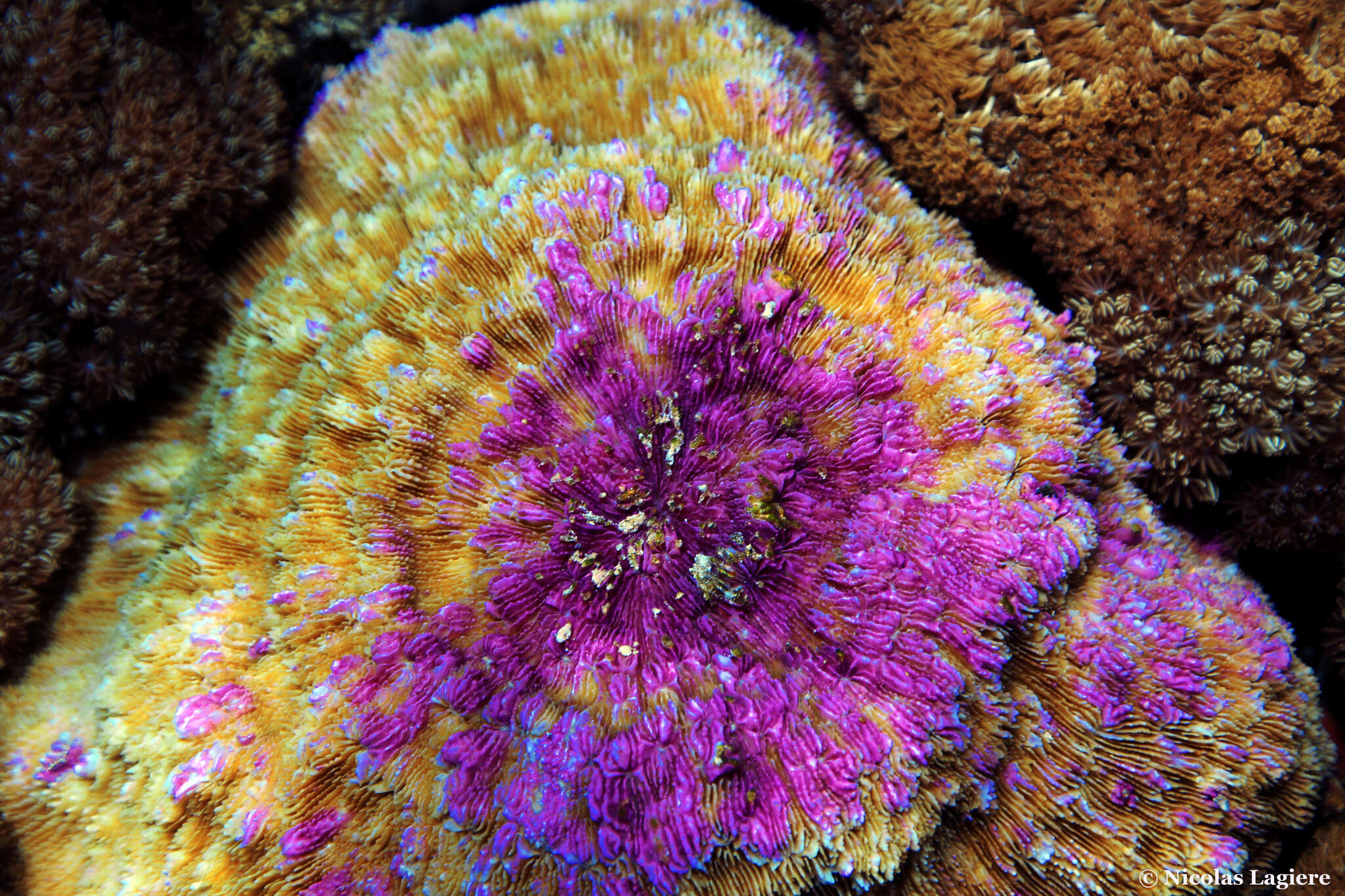 Image of Bowl Coral