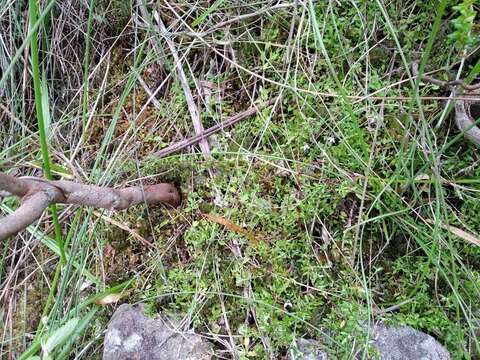 Image of Tunbridge filmy fern