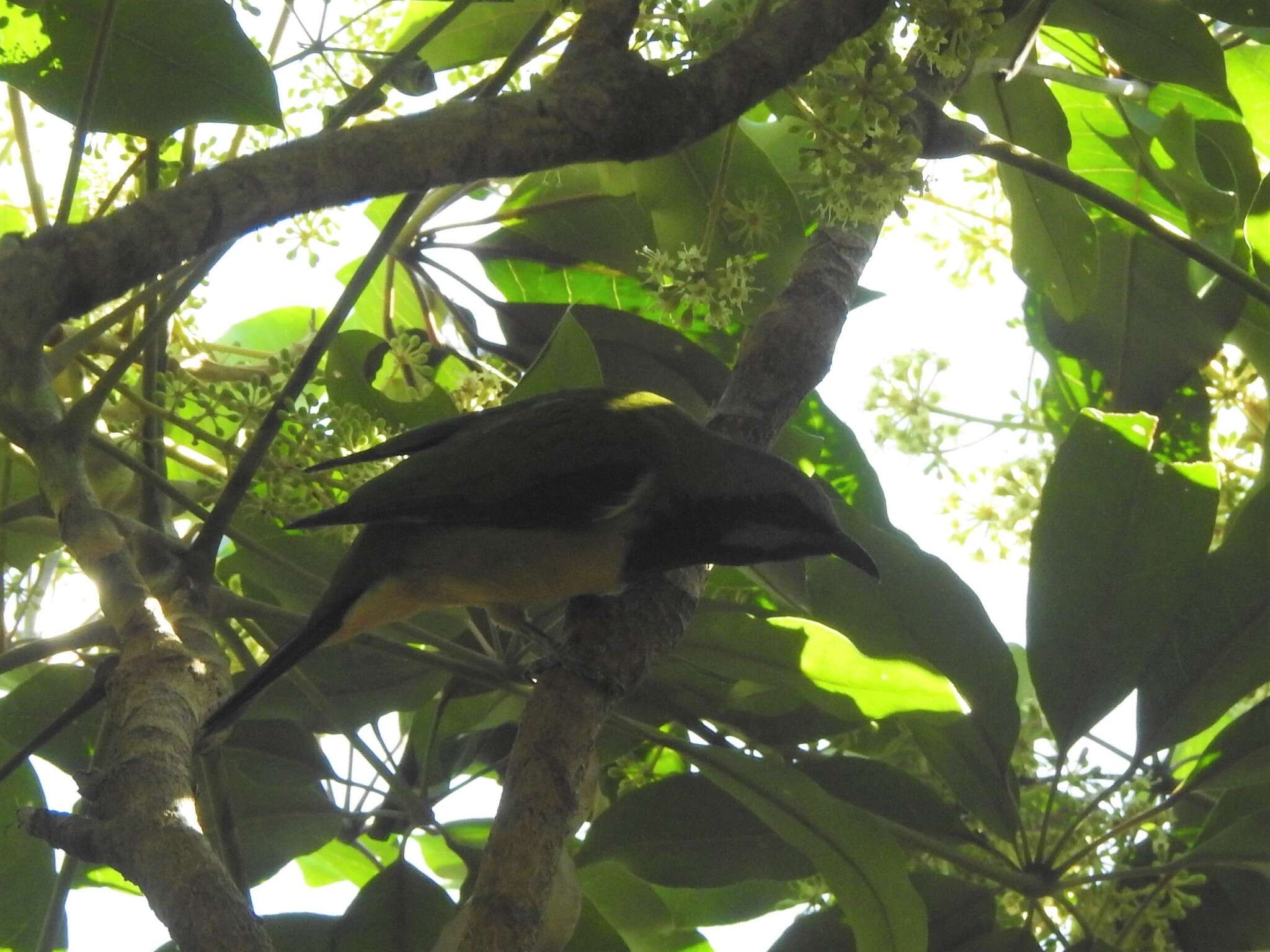 Image of Orange-bellied Leafbird