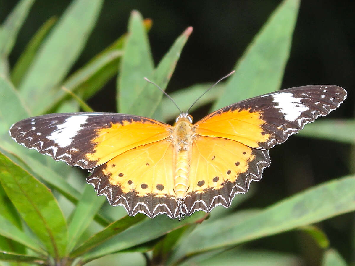 Cethosia cyane euanthes Fruhstorfer 1912 resmi