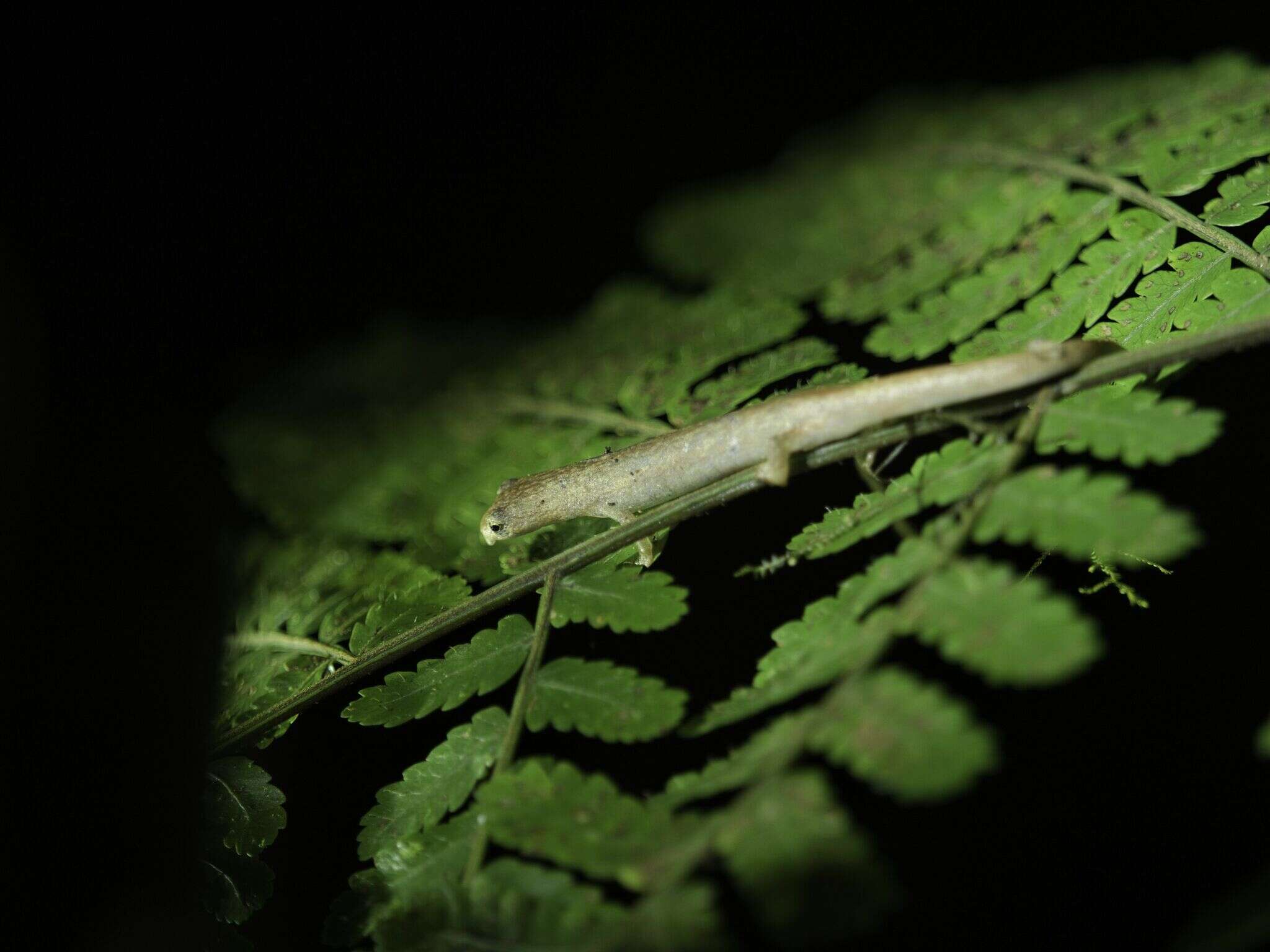 Image of La Loma Salamander