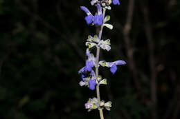 Salvia pruinosa Fernald resmi