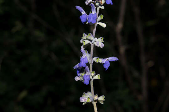 Imagem de Salvia pruinosa Fernald