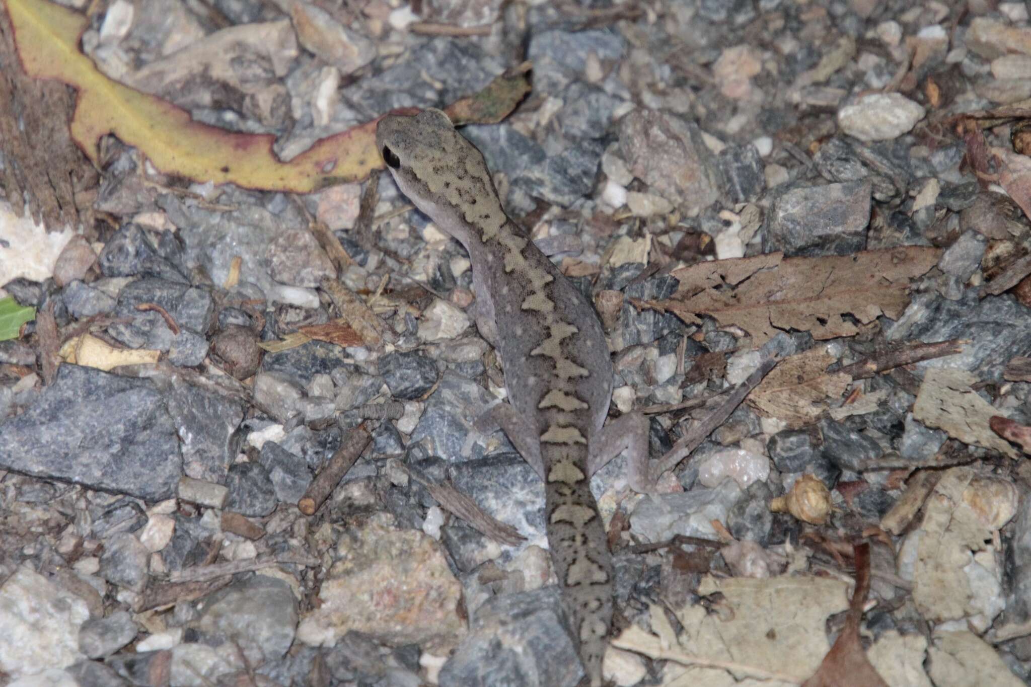 Image of Diplodactylus vittatus Gray 1832