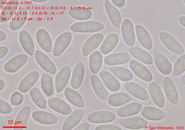 Image of Moellerodiscus capillipes (Quél.) M. P. Sharma 1986