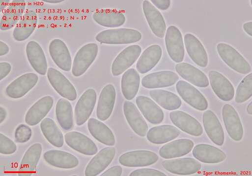 Image de Moellerodiscus capillipes (Quél.) M. P. Sharma 1986