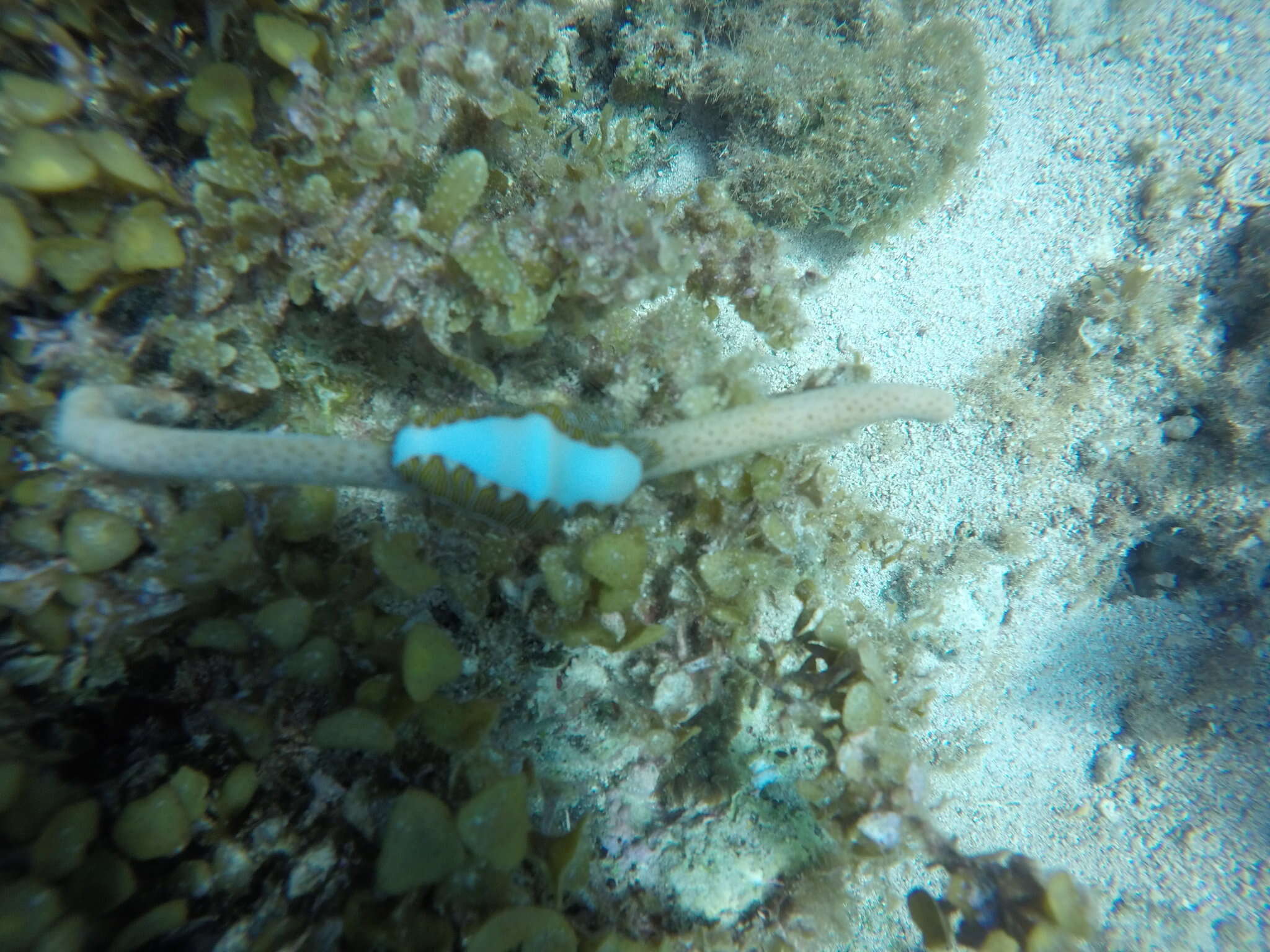 Image of Fingerprint cowry