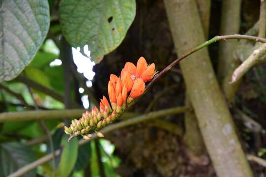 Imagem de Erythrina edulis Micheli