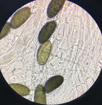 Sivun Arnium arizonense (Griffiths) N. Lundq. & J. C. Krug 1972 kuva