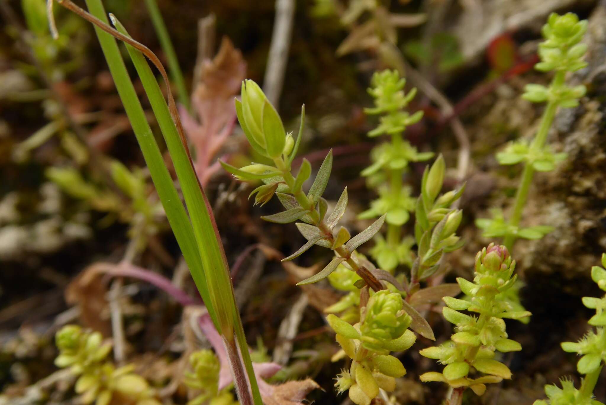 Image of Lysimachia linum-stellatum L.