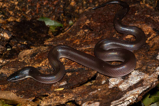 Image of Mexican burrowing pythons