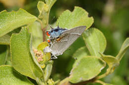 Image of Martial Scrub-Hairstreak