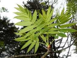 Image of American mountain ash