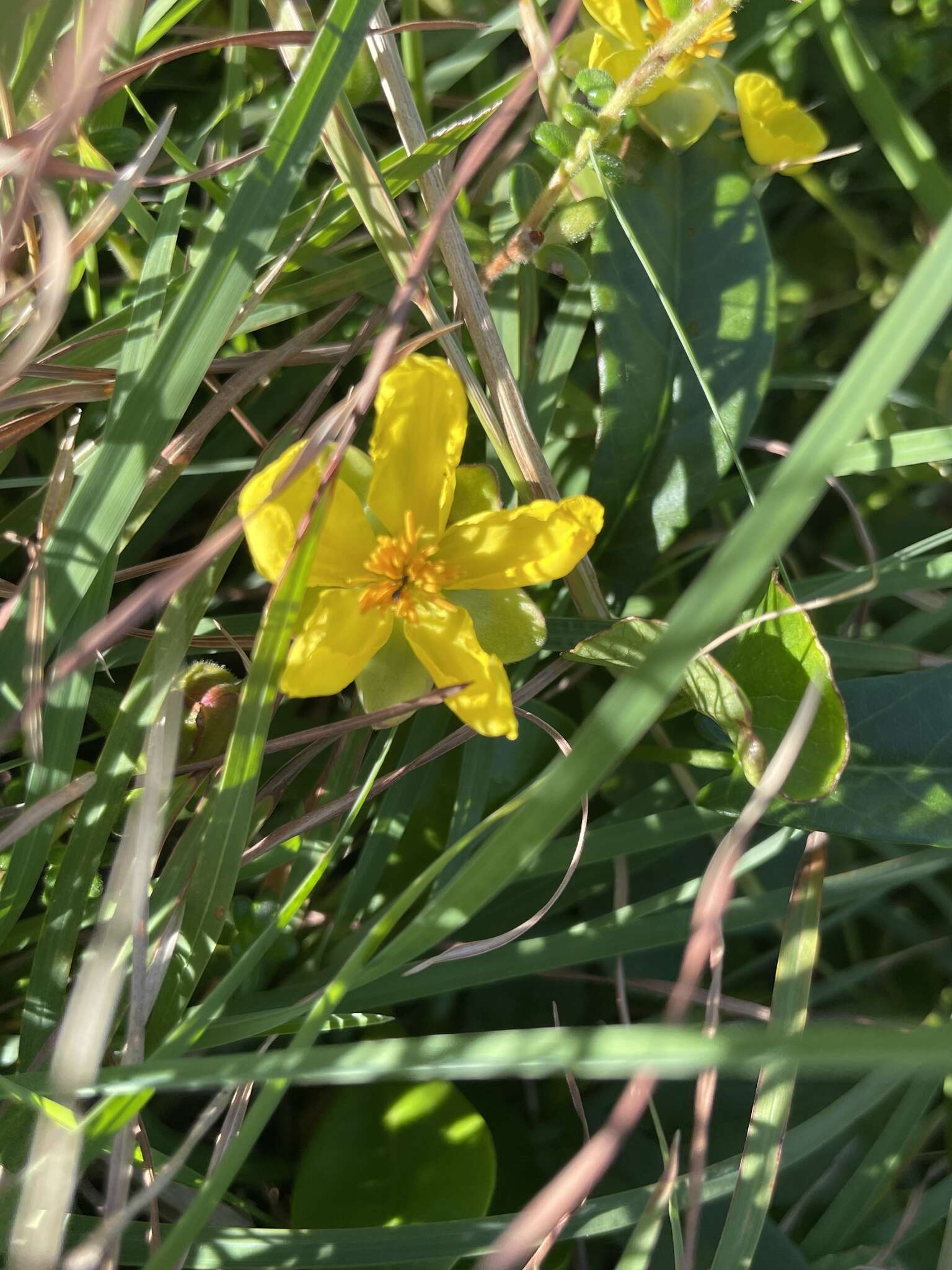 Image of Hibbertia vestita var. thymifolia Benth.