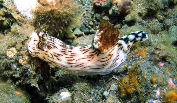 Image of Jorunna rubescens (Bergh 1876)