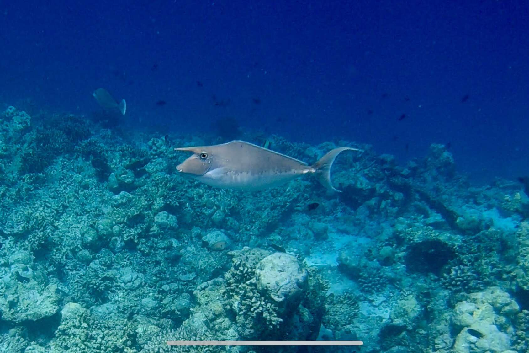 Image of Humpback Unicornfish