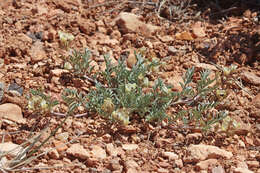 Sivun Astragalus humistratus var. humivagans (Rydb.) Barneby kuva