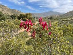 Imagem de Lathyrus splendens Kellogg