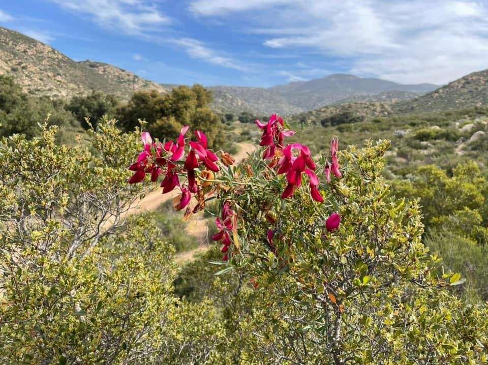 Imagem de Lathyrus splendens Kellogg