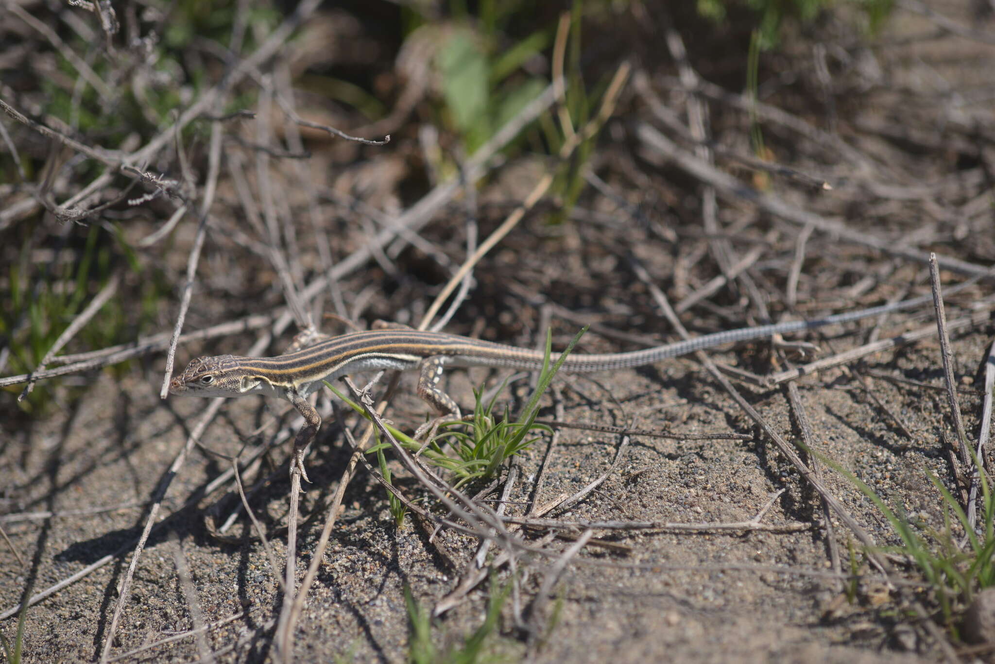 Image of Pleske's Racerunner