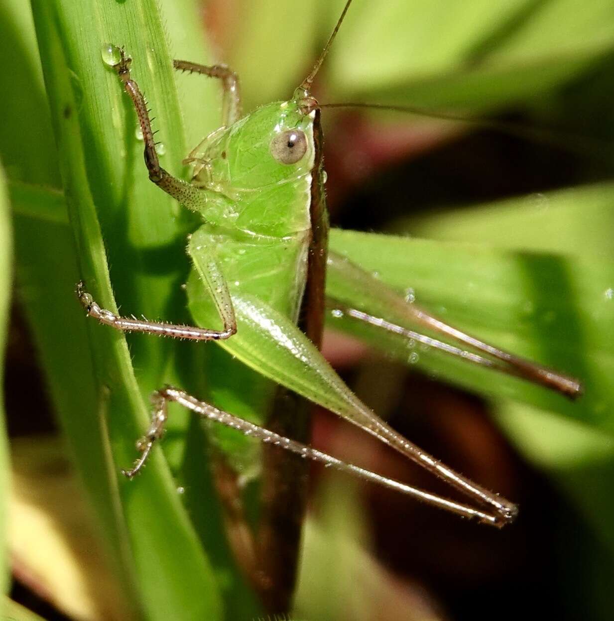 صورة Conocephalus (Anisoptera) maculatus (Le Guillou 1841)