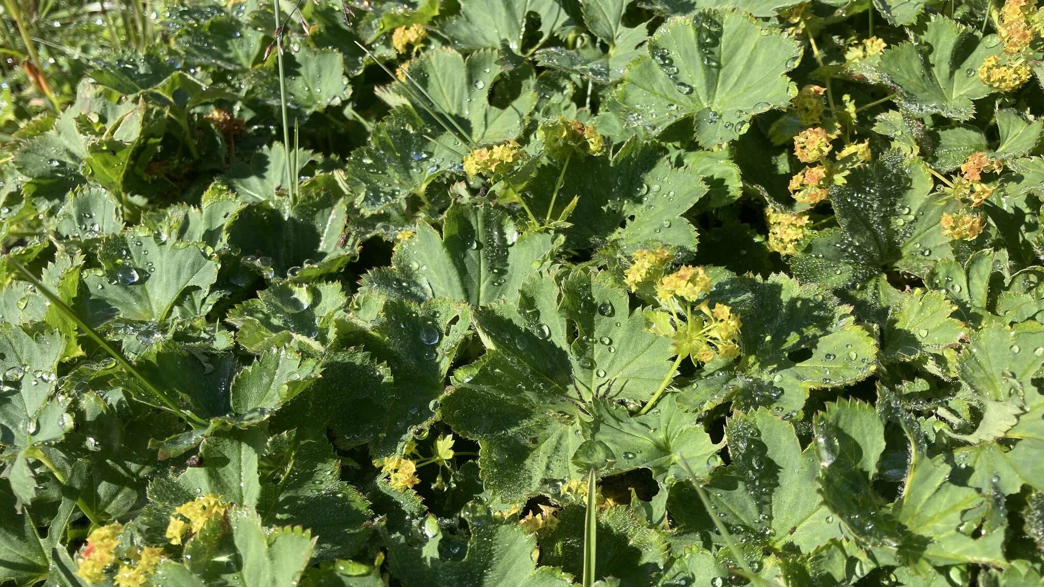 Image of clustered lady's mantle