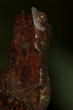 Image of SriLanka Agama