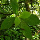 Image of Hippotis panamensis (Dwyer) C. M. Taylor