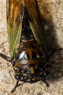 Image of Cryptotympana fumipennis (Walker & F. 1858)