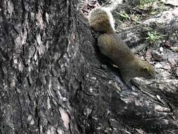 Imagem de Callosciurus erythraeus thaiwanensis (Bonhote 1901)