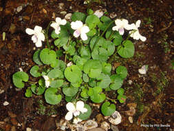 Image of Viola lyallii Hook. fil.