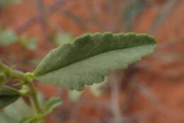 Hermannia burchellii (Sweet) Verdoorn的圖片