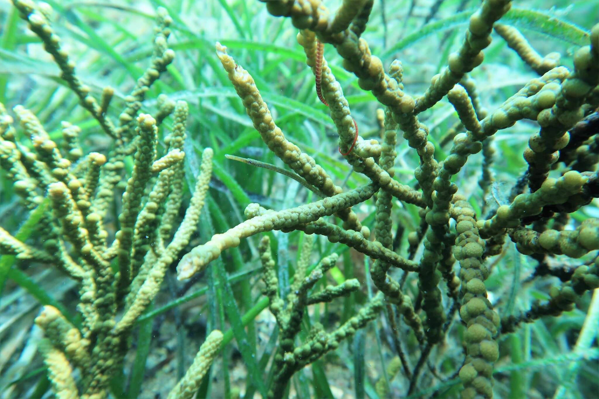 Image of Southern Gulf pipefish