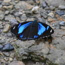 Image of Perisama philinus Doubleday 1849